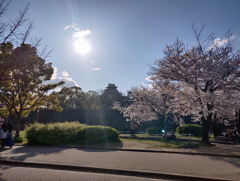 桜と大阪城